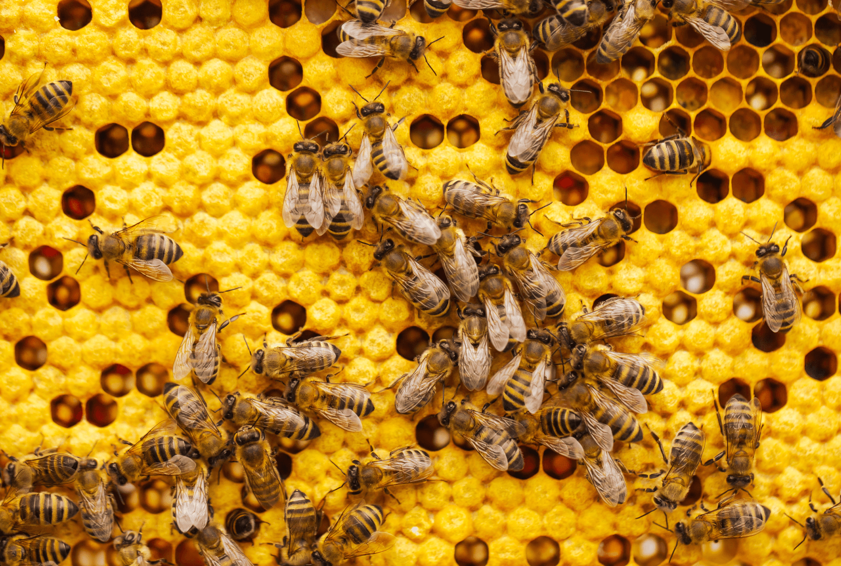 Honeycomb Image