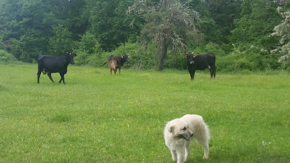 Говеда и куче покрај пчеларникот