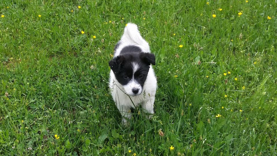 Кученце во Широки Дол