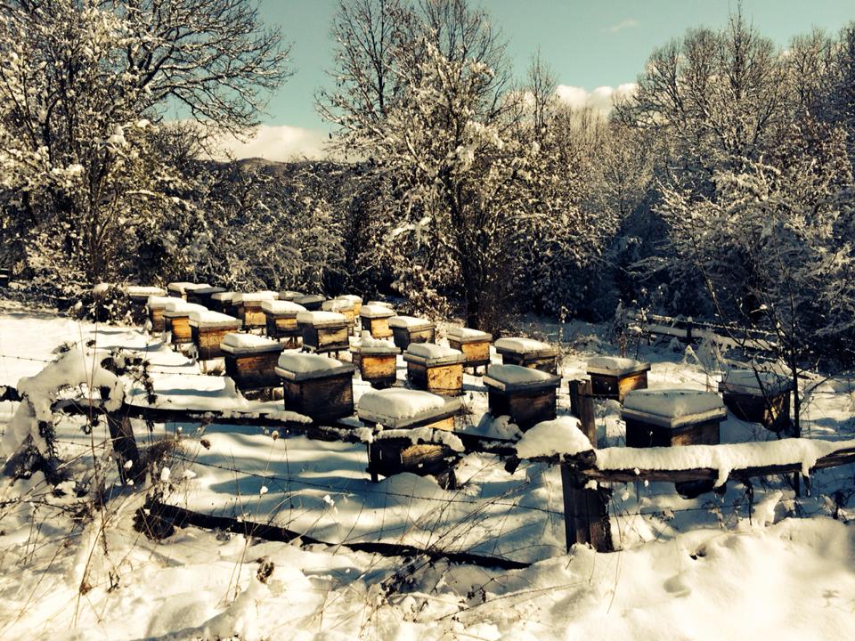 Пчеларник покриен со снег